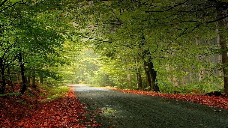 trees, roads - desktop wallpaper