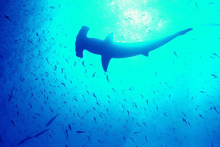 fish, sharks, Hammerhead Shark - desktop wallpaper
