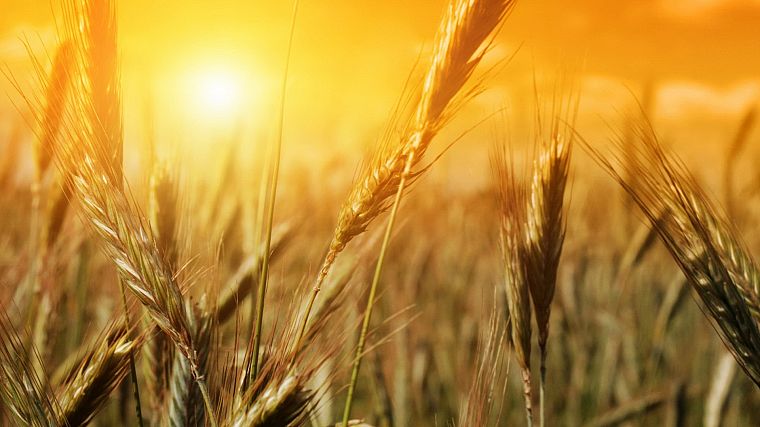 nature, fields, summer, wheat, sunlight - desktop wallpaper