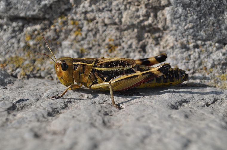 animals, insects, macro, depth of field, grasshopper - desktop wallpaper