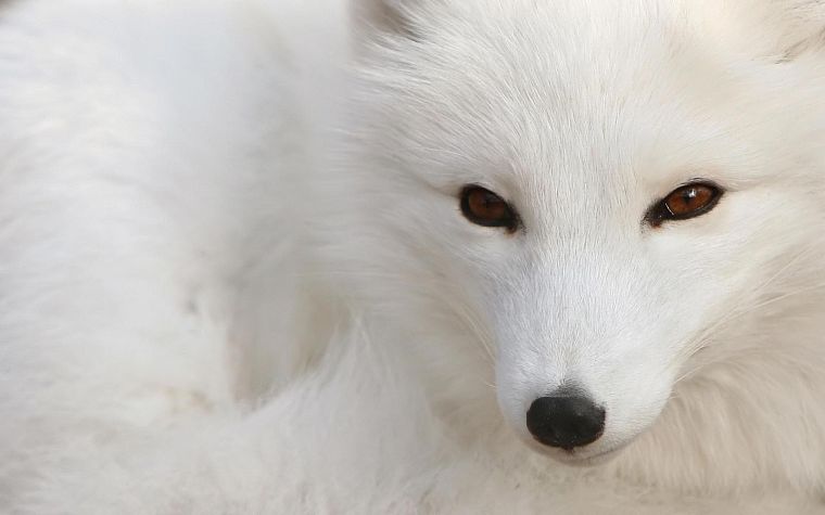 nature, animals, brown eyes, arctic fox, foxes - desktop wallpaper