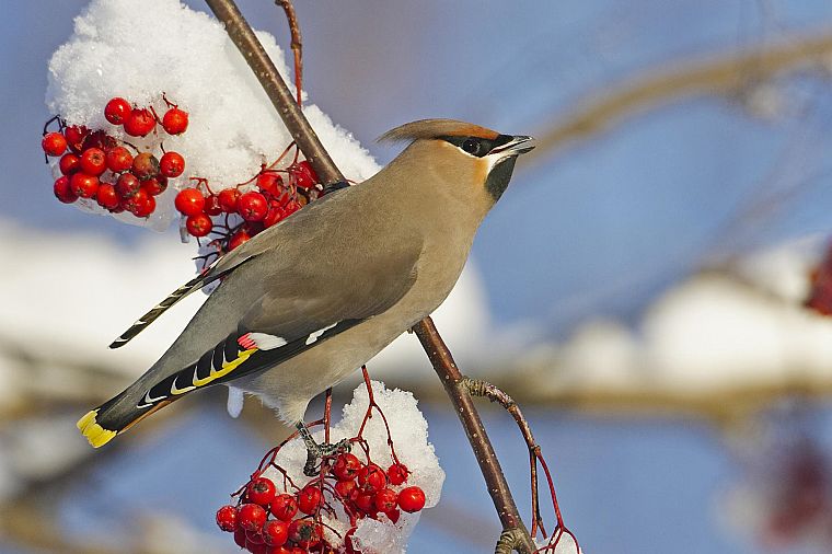 snow, birds, depth of field, waxwing - desktop wallpaper