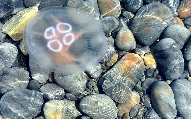 stones, jellyfish, TagNotAllowedTooSubjective - desktop wallpaper