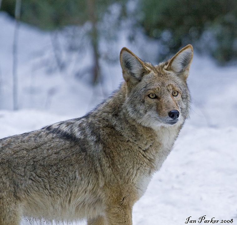 animals, coyote - desktop wallpaper
