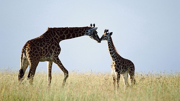 nature, animals, giraffes, baby animals - desktop wallpaper