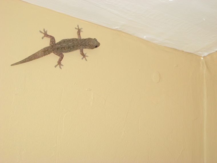 lizards, reptiles - desktop wallpaper