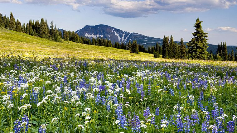 mountains, landscapes, flowers, meadows - desktop wallpaper