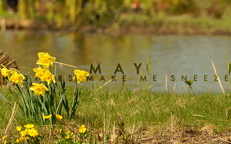flowers, May, grass, depth of field, rivers - desktop wallpaper