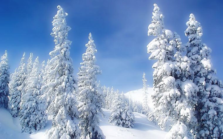 landscapes, nature, winter, snow, trees, blue skies - desktop wallpaper
