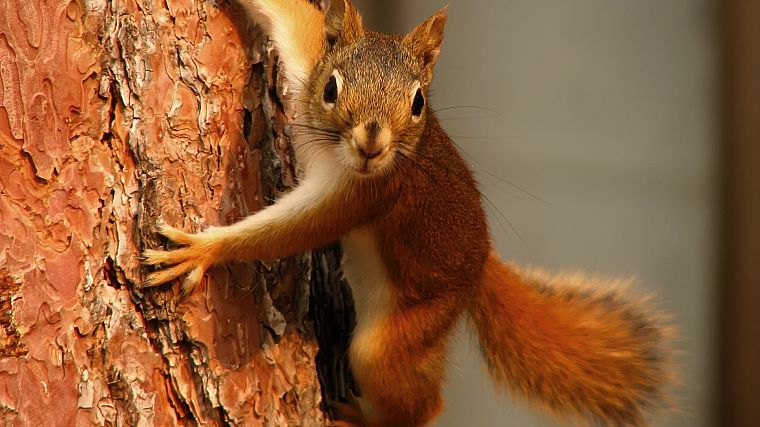 trees, animals, outdoors, squirrels - desktop wallpaper