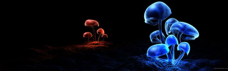 mushrooms, digital art - desktop wallpaper