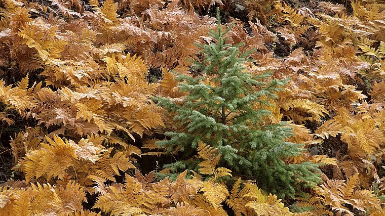 autumn, young, ferns, fir, National Park, Washington, Mount - desktop wallpaper