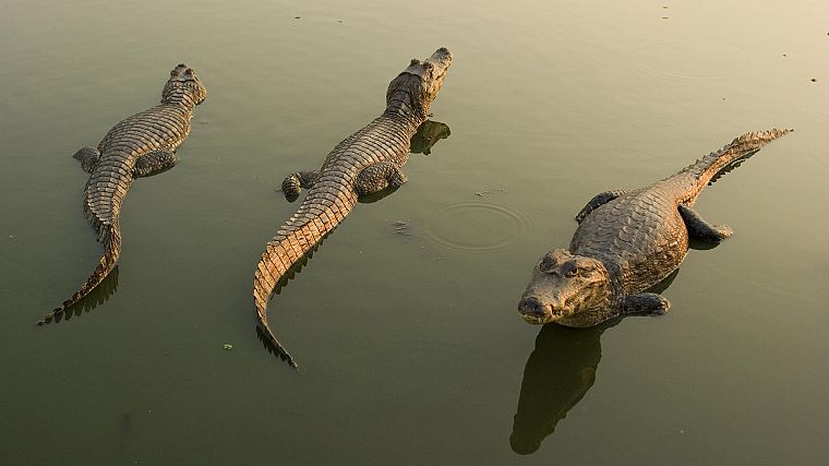 crocodiles - desktop wallpaper