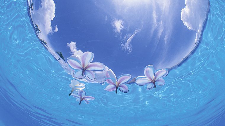 Japan, okinawa, underwater - desktop wallpaper