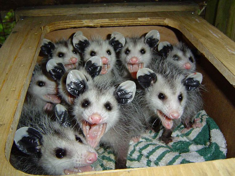 animals, opossums - desktop wallpaper