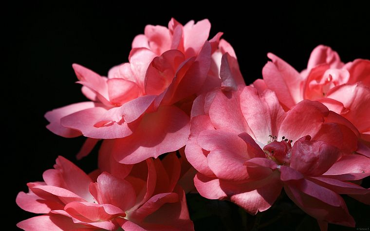 nature, flowers, pink flowers - desktop wallpaper