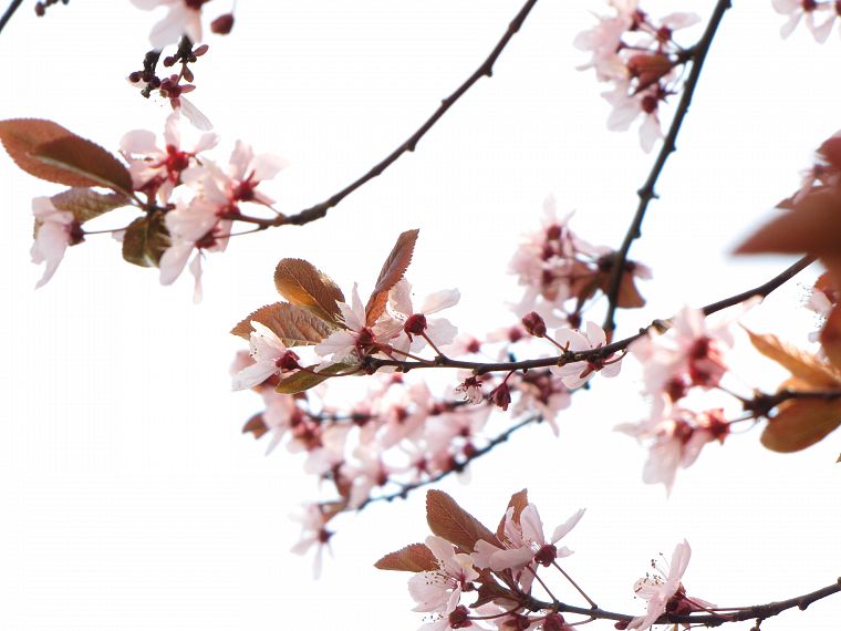 nature, cherry blossoms, flowers, pink, plants - desktop wallpaper