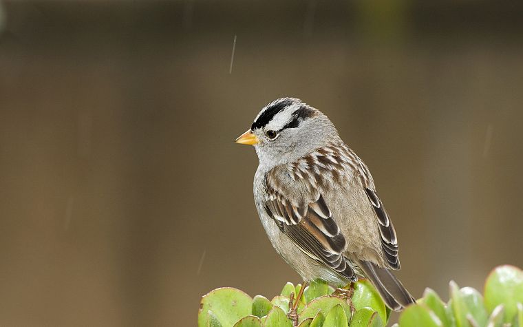 birds, sparrow - desktop wallpaper