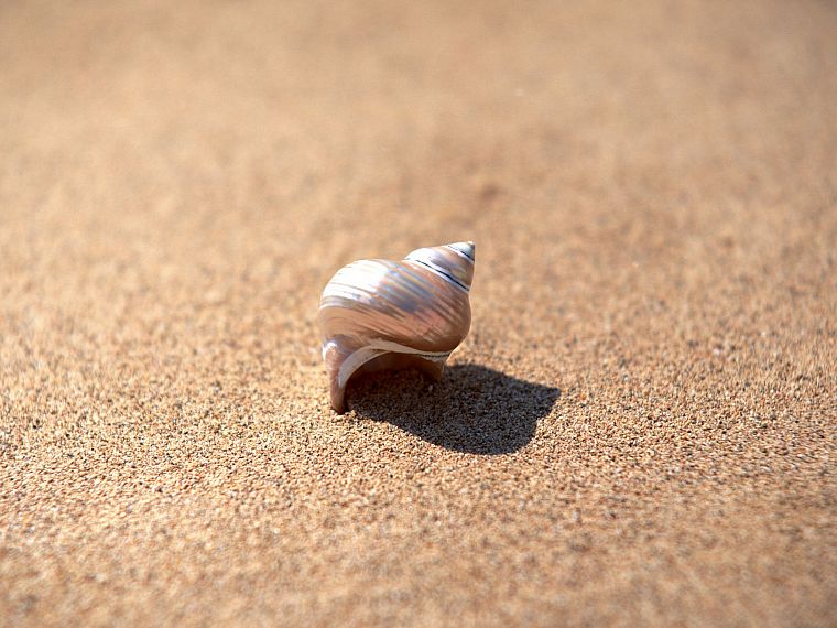 sand, seashells - desktop wallpaper