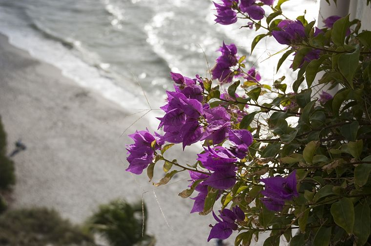 nature, flowers, shore, purple flowers, bougainvillea - desktop wallpaper