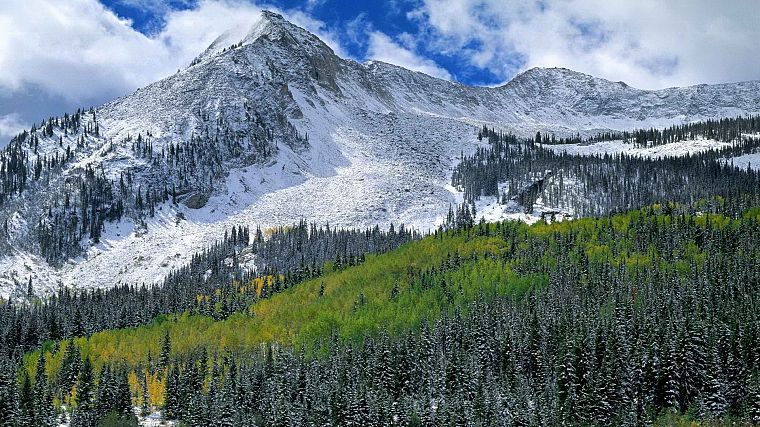 landscapes, snow, autumn, forests, west, national, Colorado, range, elk - desktop wallpaper