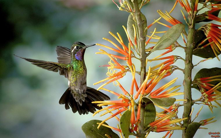 flowers, birds, hummingbirds, iridescence - desktop wallpaper