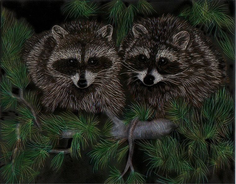 raccoons - desktop wallpaper