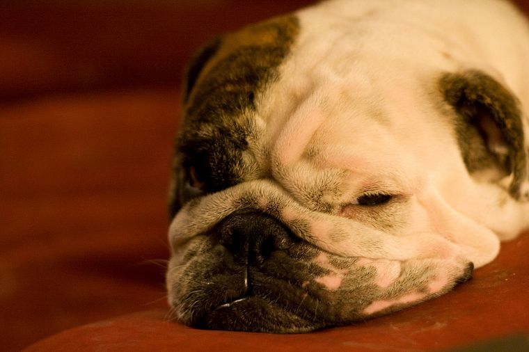 animals, dogs, sleeping, bulldog - desktop wallpaper