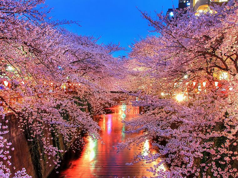 cherry blossoms, trees, pink - Free Wallpaper / WallpaperJam.com