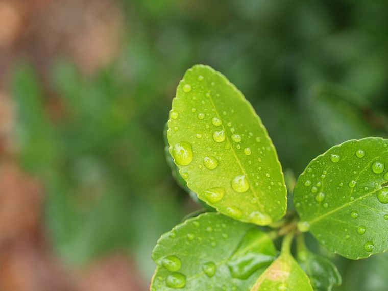 leaves, water drops, macro, dew, blurred background - desktop wallpaper