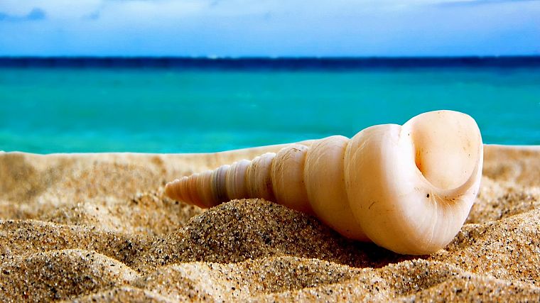 sand, seashells, beaches - desktop wallpaper