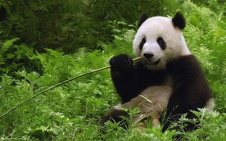 bamboo, plants, panda bears - desktop wallpaper