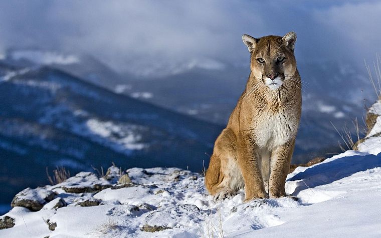 nature, animals, puma, feline, snow landscapes, cougars - desktop wallpaper