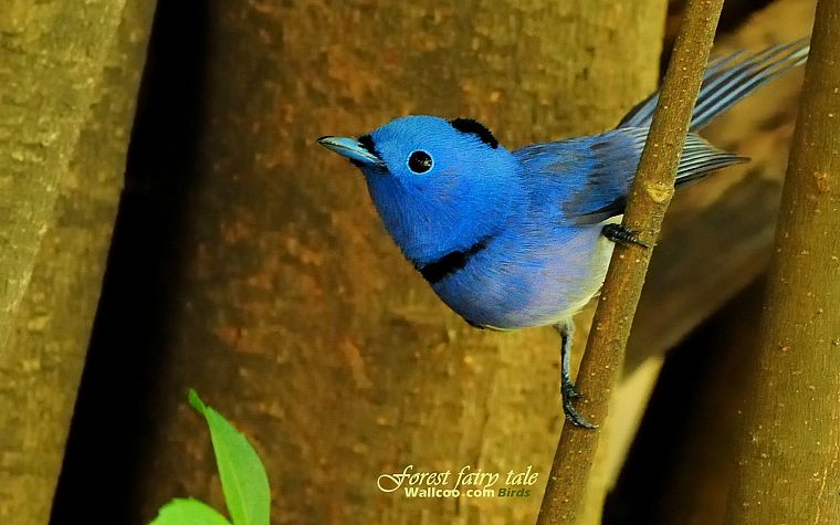 birds, animals, wildlife, Blue Flycatchers - desktop wallpaper