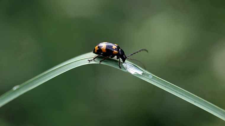 insects, Bug, beetles - desktop wallpaper