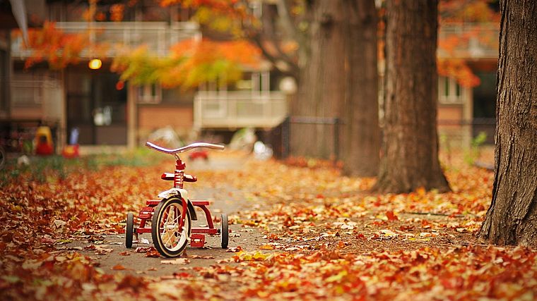 trees, autumn, streets, leaves, tricycles - desktop wallpaper