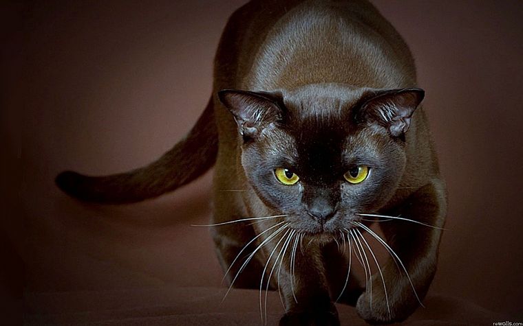 black, cats, animals - desktop wallpaper