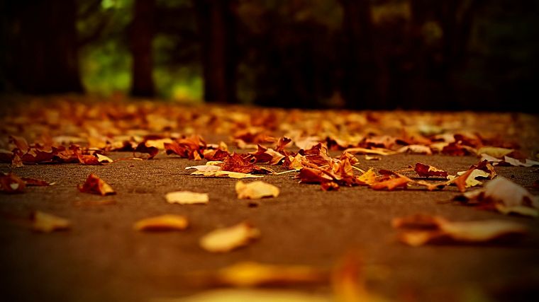 close-up, landscapes, nature, trees, autumn, leaves, macro, depth of field, fallen leaves - desktop wallpaper
