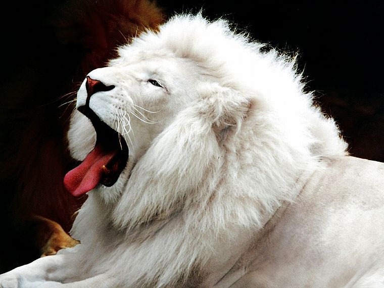 lions, white lions, Leucism - desktop wallpaper