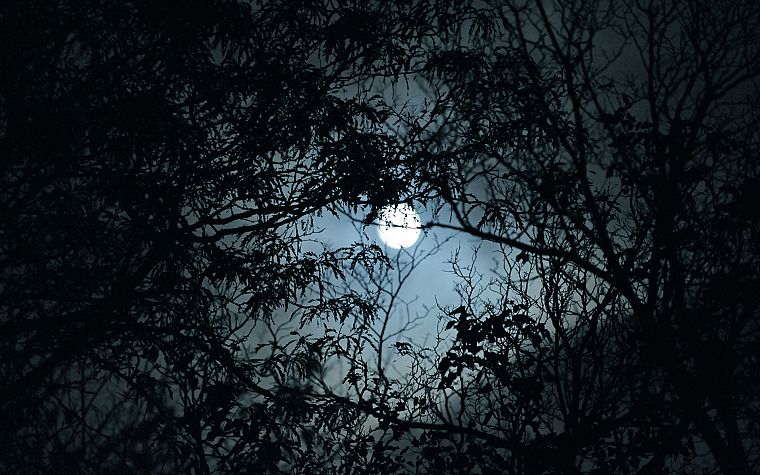 trees, Moon, outdoors - desktop wallpaper