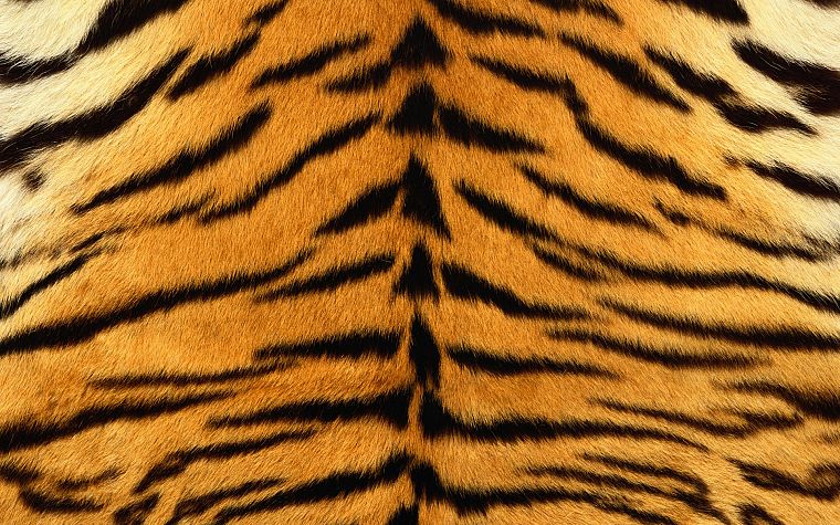 tigers, fur - desktop wallpaper