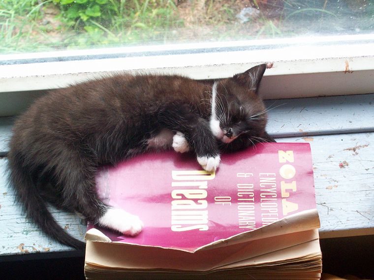 cats, animals, books, kittens - desktop wallpaper
