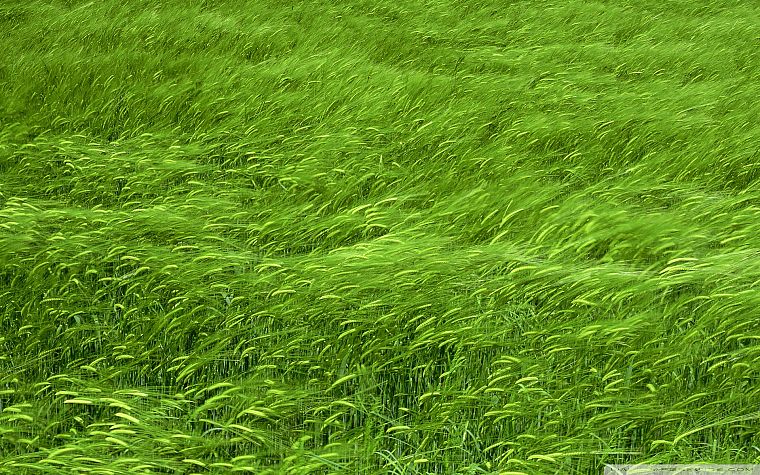 grass, wheat - desktop wallpaper