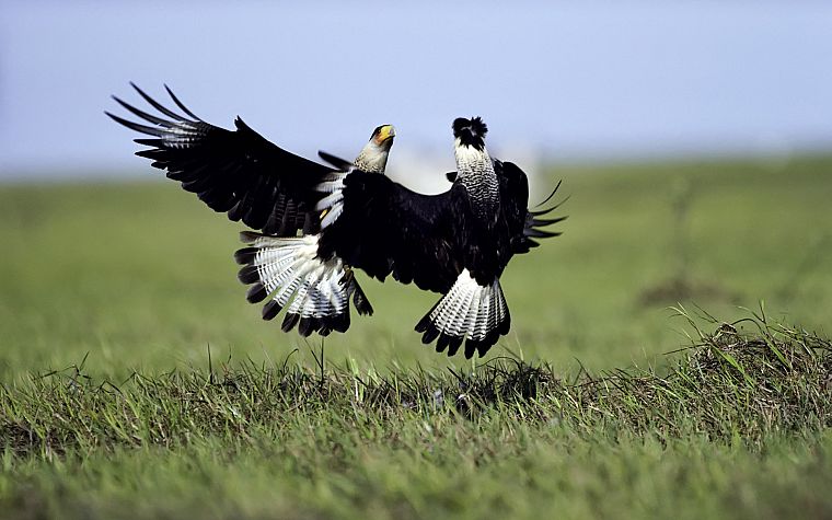 birds, fight, falcon bird - desktop wallpaper