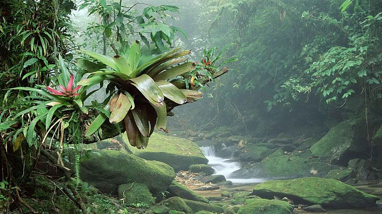 Brazil, rivers, National Park, rainforest - desktop wallpaper