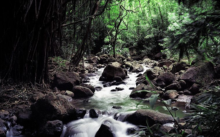 nature, forests, streams - desktop wallpaper