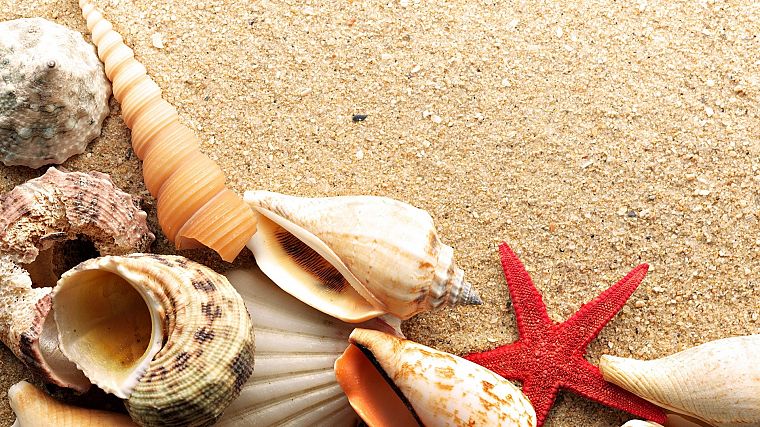 sand, shells, starfish, beaches - desktop wallpaper