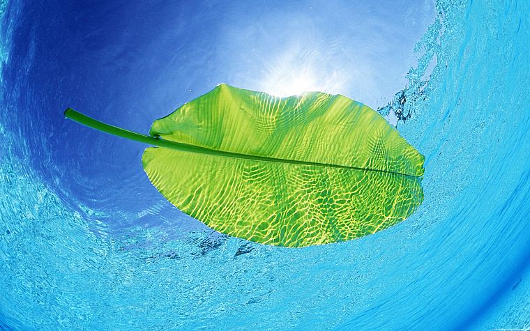water, nature, leaves, plants, underwater - desktop wallpaper