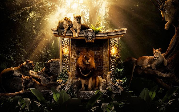 animals, wildlife, Desktopography - desktop wallpaper