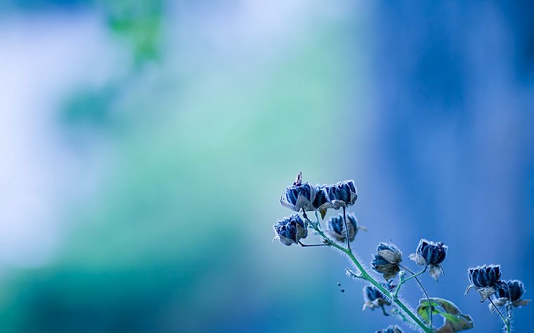minimalistic, flowers, blue flowers, blurred background - desktop wallpaper
